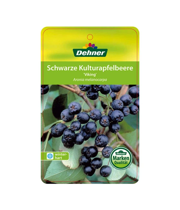 Apfelbeere, Aronia 'Viking' 6 Apfelbeere, Aronia 'Viking' - Image 4
