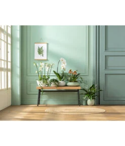 Schmetterlingsorchidee - Phalaenopsis Cultivaris 'Cascade' -Günstig Gartenbedarf 20181115 PR MO 001 Orchideen GC01 01