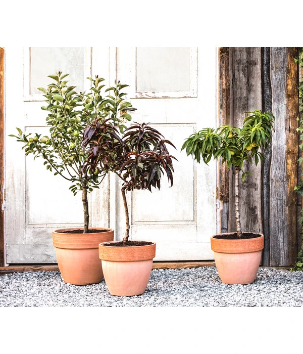 Zwergsauerkirsche 'Griotella' 4 Zwergsauerkirsche 'Griotella' - Image 2