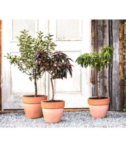 Bestseller -Günstig Gartenbedarf 20190626 WE MO 002 ZwergundSaeulenobst GC10 2020