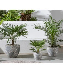 Hanfpalme -Günstig Gartenbedarf 20190912 WE MO 001 Palme