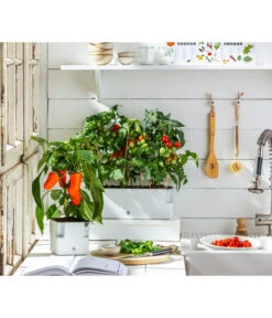 Pick-a-Tom® Cocktailtomate Mit Früchten, Rot -Günstig Gartenbedarf 20200604 WE MO 001 IndoorTomatePaprika 2021 GC11