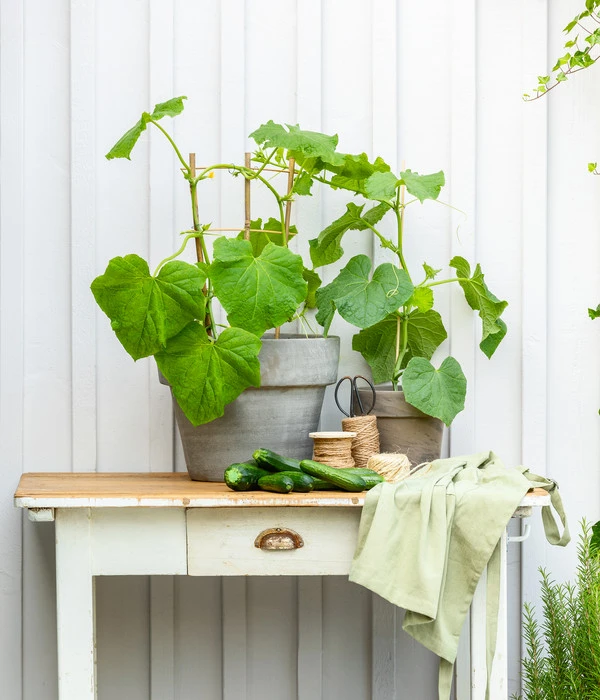 Mini Schlangengurke 7 Mini Schlangengurke - Image 5