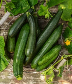 Mini Schlangengurke 10 Mini Schlangengurke -Günstig Gartenbedarf 20200722 8830747 8831000 WE MO 001 GurkeEtikett