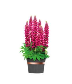 Dehner Bio Schneckenband Kupfer, 5 M 8 Dehner Bio Schneckenband Kupfer, 5 M -Günstig Gartenbedarf 2536555 WE FS 002 DehnerSchneckenbandKupfer