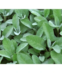 Dehner Gourmet Garten Salbei -Günstig Gartenbedarf 2782373 BildD 001 GourmetGartenSilbersalbeiCulinariaGgSalbeiCulinaria