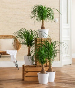 Dehner Keramik-Übertopf Basic, Rund -Günstig Gartenbedarf 3231412 WE MO 001 TopfBasicWeiss