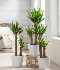 Dehner Keramik-Übertopf Basic, Rund -Günstig Gartenbedarf 3231560 WE MO 001 TopfBasicWeiss