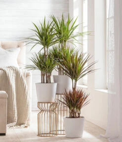 Dehner Keramik-Übertopf Basic, Rund -Günstig Gartenbedarf 3231560 WE MO 002 TopfBasicWeiss