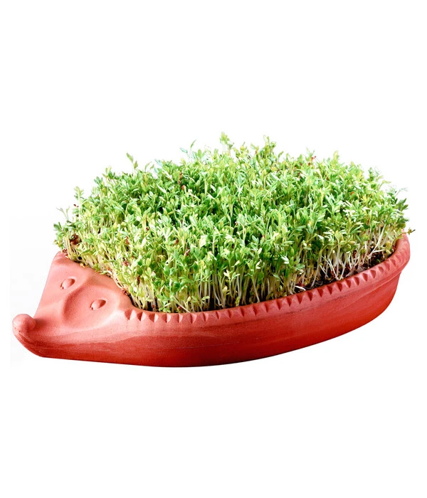 Römertopf Kresseigel Mit Kresse-Saatgut 4 Römertopf Kresseigel Mit Kresse-Saatgut - Image 2