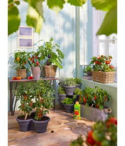 Van Der Leeden Rattan-Pflanzkasten, Graubraun -Günstig Gartenbedarf 3679347 3692761 5215942 1524404 WE MO 001 RattantopfRattankastenKunststofftopfCorsicaDehnerBioGemueseduenger