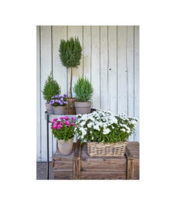 Van Der Leeden Rattan-Pflanzkasten, Graubraun -Günstig Gartenbedarf 3692761 3692548 3692506 WE MO 006 RattanPflanzkastenbraunBlumenkasten