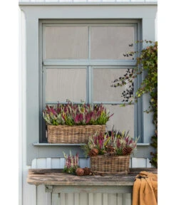 Van Der Leeden Rattan-Pflanzkasten, Graubraun -Günstig Gartenbedarf 3692761 3692548 3692506 WE MO 014 RattanPflanzkastenbraun