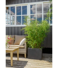 Dehner Kunststoff-Blumenkübel Palermo, Anthrazit -Günstig Gartenbedarf 3728110 3728151 3940756 WE MO 009 KunststoffBlumenkuebelKubusanthrazitBlumentopf