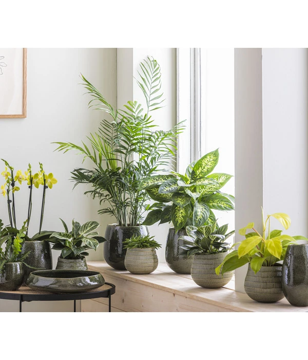 Dehner Keramik-Übertopf Linn, Bauchig, Dunkelgrün 4 Dehner Keramik-Übertopf Linn, Bauchig, Dunkelgrün - Image 2