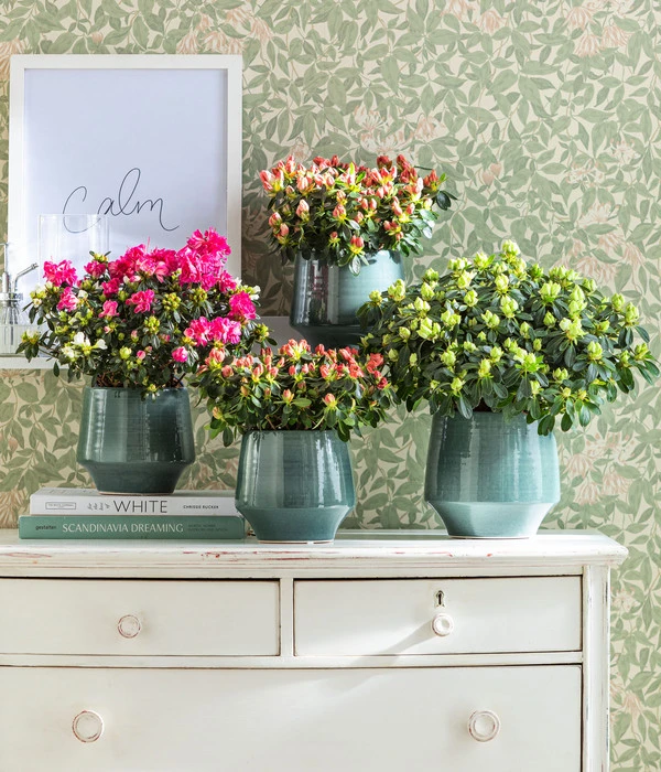 Dehner Keramik-Übertopf Elsa, Bauchig, Türkis 4 Dehner Keramik-Übertopf Elsa, Bauchig, Türkis - Image 2