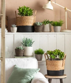 Dickblatt - Crassula Cultivars, Verschiedene Sorten -Günstig Gartenbedarf 4106035 6904783 4106043 6938864 4439196 WE MO 001 TopfLinaKorbRob