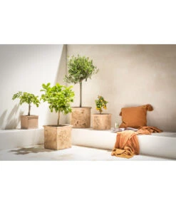 Dehner Terrakotta-Topf, Terrakotta-antik 7 Dehner Terrakotta-Topf, Terrakotta-antik -Günstig Gartenbedarf 4273595 WE MO 02 Terrakotta Topf antik