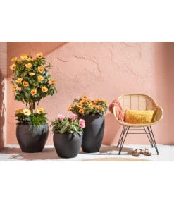 Zimmerhibiskus - Hibiscus Rosa-sinensis, Stämmchen, Verschiedene Sorten 17 Zimmerhibiskus - Hibiscus Rosa-sinensis, Stämmchen, Verschiedene Sorten -Günstig Gartenbedarf 4319398 PR MO 001 KunststoffTopfSchwarz