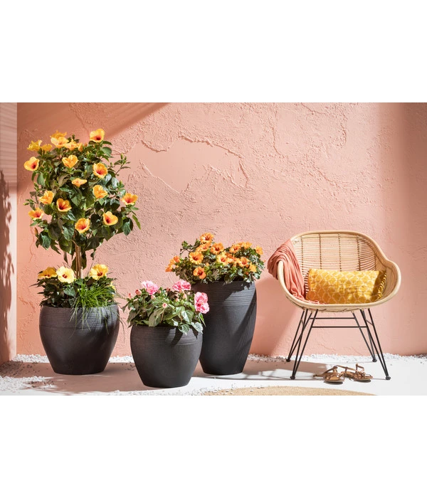 Zimmerhibiskus - Hibiscus Rosa-sinensis, Stämmchen, Verschiedene Sorten 8 Zimmerhibiskus - Hibiscus Rosa-sinensis, Stämmchen, Verschiedene Sorten - Image 6