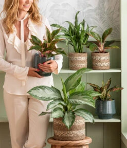 Dehner Keramik-Übertopf Elsa, Bauchig, Türkis 12 Dehner Keramik-Übertopf Elsa, Bauchig, Türkis -Günstig Gartenbedarf 4440095 WE MO 001 Aglaonema