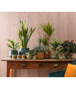 Dehner Keramik-Jardiniere Thies, Oval, Gelb, Ca. B26/H25/T12 Cm -Günstig Gartenbedarf 4440152 WE MO 001 TopfElsaKorbPapetteTopfThies 409883 1