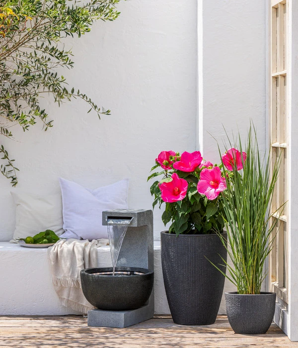 Sumpf-Roseneibisch 4 Sumpf-Roseneibisch - Image 2