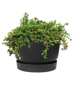 Elho Kunststoff-Schale Greenville, Ca. Ø33/H19,5 Cm 11 Elho Kunststoff-Schale Greenville, Ca. Ø33/H19,5 Cm -Günstig Gartenbedarf 4474292 WE DE 001 elhoKunststoffSchaleGreenville