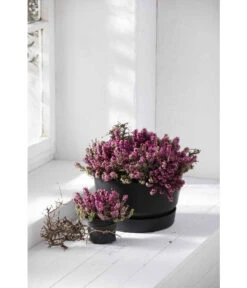 Elho Kunststoff-Schale Greenville, Ca. Ø33/H19,5 Cm 10 Elho Kunststoff-Schale Greenville, Ca. Ø33/H19,5 Cm -Günstig Gartenbedarf 4474292 WE MO 003 elhoKunststoffSchaleGreenville