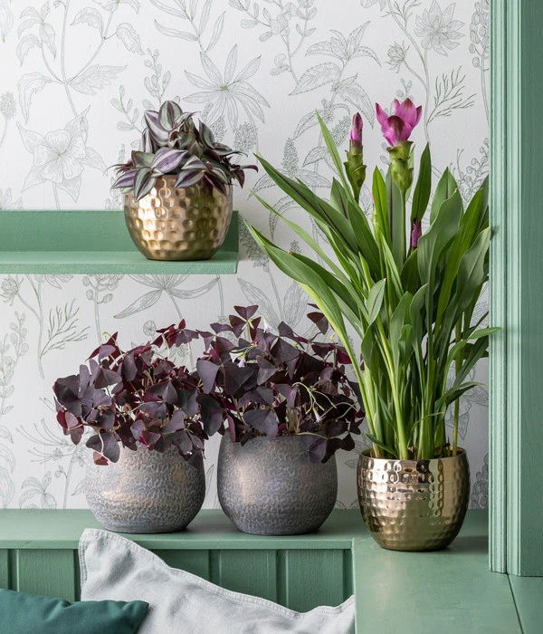 Dreieckiger Glücksklee - Oxalis Triangularis 4 Dreieckiger Glücksklee - Oxalis Triangularis - Image 2