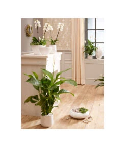 Dehner Keramik-Jardiniere Lustrinado, Oval, Ca. B32/H18/T15 Cm -Günstig Gartenbedarf 5174586 PR MO 001 ExklusivSerieLustrinadoWeiss