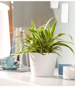 Grünlilie - Chlorophytum Comosum 'Ocean' -Günstig Gartenbedarf 5253323 WE MO 001 KeramikTopfWaveWeissMattDehnerUveSauerApril2016