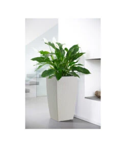 Dehner Kunststoff-Flechttopf Dallas, Quadratisch 17 Dehner Kunststoff-Flechttopf Dallas, Quadratisch -Günstig Gartenbedarf 5336508 BildM 001 DehnerLivingFlechtBlumentopfKunFlechttopf30X30Weis