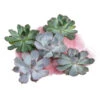 Echeverien-Set - Echeveria, 5-teilig, Verschiedene Sorten -Günstig Gartenbedarf 6115653 WE FS 001 EcheveriaO Wurz 5erSet