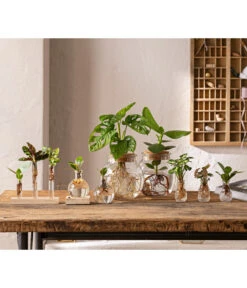 Bestseller -Günstig Gartenbedarf 6125066 WE MO 001 WaterPlants