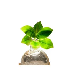 Waterplant Balsamapfel Im Kugelglas - Clusia Rosea 'Princess', Mit LED -Günstig Gartenbedarf 6125074 WE DE 001 WaterPlantlusia7cmmitLicht