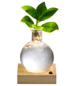 Bestseller 16 Waterplant Balsamapfel Im Kugelglas - Clusia Rosea 'Princess', Mit LED