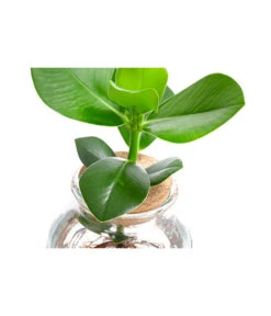 Waterplant Balsamapfel Im Kugelglas - Clusia Rosea 'Princess', Ca. 30 Cm -Günstig Gartenbedarf 6125082 WE DE 001 WaterPlantsClusia12cm