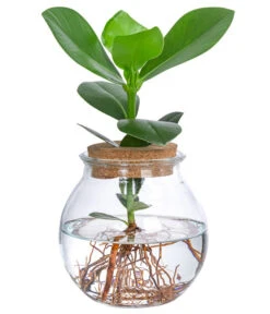 Bestseller 22 Waterplant Balsamapfel Im Kugelglas - Clusia Rosea 'Princess', Ca. 30 Cm