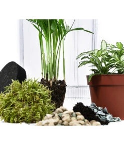 Flaschengarten DIY-Set Kleiner Regenwald, 7-teilig, Ca. Ø16/H27 Cm -Günstig Gartenbedarf 6188460 WE DE 001 FlaschengartenMittel