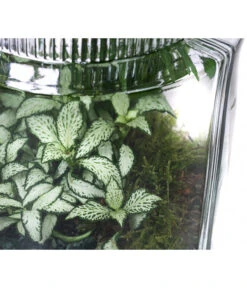 Flaschengarten DIY-Set Kleiner Regenwald, 7-teilig, Ca. Ø16/H27 Cm -Günstig Gartenbedarf 6188460 WE DE 002 FlaschengartenMittel