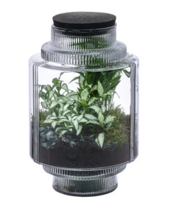 Flaschengarten DIY-Set Kleiner Regenwald, 7-teilig, Ca. Ø16/H27 Cm