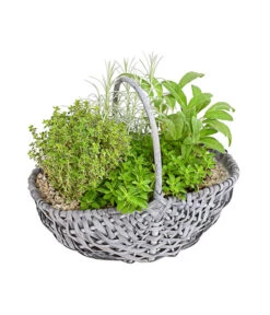 Bepflanzter Korb Mit Kräutern, 30 Cm -Günstig Gartenbedarf 6232771 PR FS 001 KraeuterArrangementsKorbLaenge30cmGG