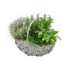 Bepflanzter Korb Mit Kräutern, 30 Cm -Günstig Gartenbedarf 6232771 PR FS 008 KraeuterkorbGrill30cm4Kraeuter
