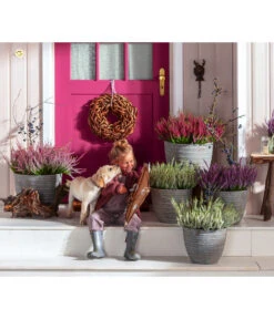 Knospenheide, Verschiedene Sorten -Günstig Gartenbedarf 6347207 7084932 WE MO 001 Cococut Knospenheide Prunus