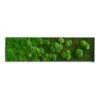 StyleGREEN Bild Aus Wald- Und Kugelmoos Im Verlauf, Ca. B140/H40/T7 Cm -Günstig Gartenbedarf 6429799 WE FS 001 Wald Kugelmoosbild140x40cm