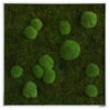 StyleGREEN Bild Aus Wald- Und Kugelmoos, Quadratisch, Ca. B80/H80/T7 Cm -Günstig Gartenbedarf 6430649 WE FS 001 Wald Kugelmoosbild80x80cmStylegreen