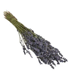 Trockenblumenbund Lavendel