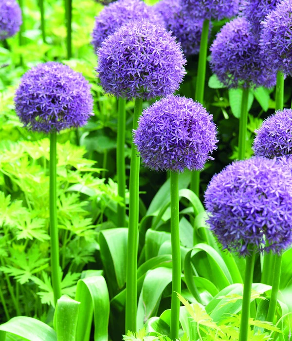 Dehner Blumenzwiebel 5 Monate Blütenpracht, 200 Stk. 4 Dehner Blumenzwiebel 5 Monate Blütenpracht, 200 Stk. - Image 2