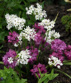 Dehner Blumenzwiebel 5 Monate Blütenpracht, 200 Stk. 16 Dehner Blumenzwiebel 5 Monate Blütenpracht, 200 Stk. -Günstig Gartenbedarf 6617286 WE MO 002 DehnerBlumenzwiebel5MonateBlumenpaket